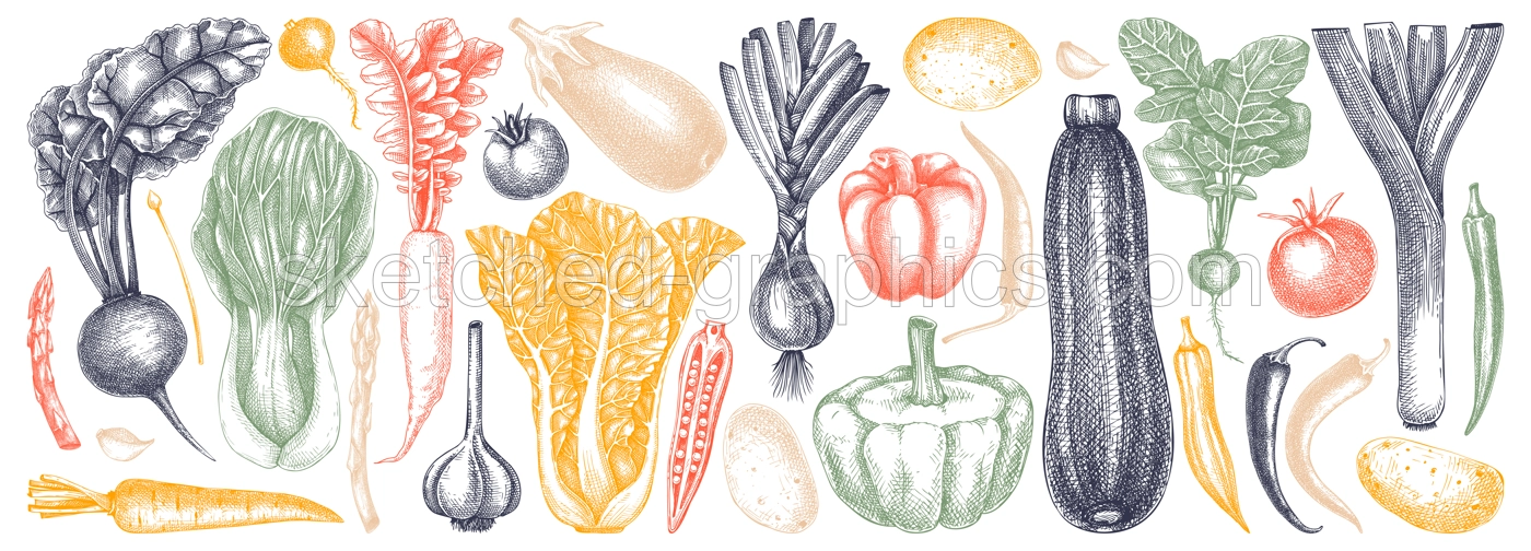 Hand-sketched Vegetable collection. Vector set of hand drawn tomatoes, squashes peppers, asparagus, potatoes, asparagus drawings. Vintage plants elements in engraved style. Vegetables outlines set. Illustration